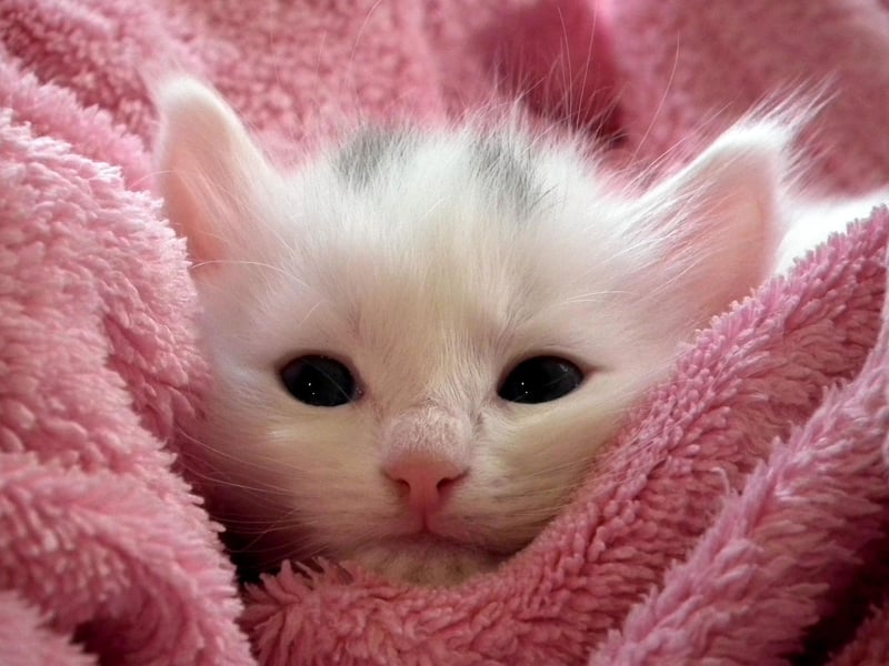 Another Lion King character, Nala is the fourth most popular lockdown kitten name and was Simba's best friend. Another cat called Nala has an impressive 4.3million followers on Instagram.