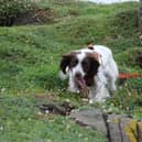 Scent dog Pyper at work on the trail of the elusive burrowing Storm petrel.