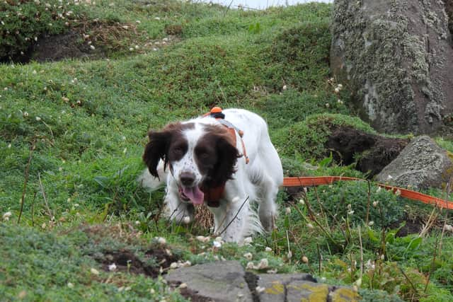 Scent dog Pyper at work on the trail of the elusive burrowing Storm petrel.