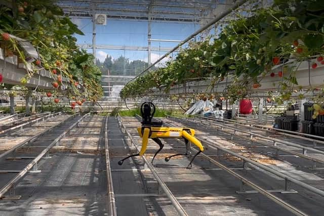Spot is just one of the innovative robots being trialled for a range of agricultural uses by researchers at the University of Warwick. Picture: WMG at the University of Warwick