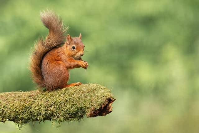 A red squirrel on a mossy branch.