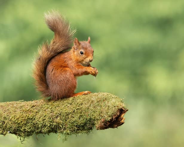 A red squirrel on a mossy branch.