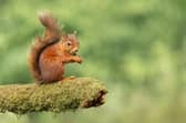 A red squirrel on a mossy branch.