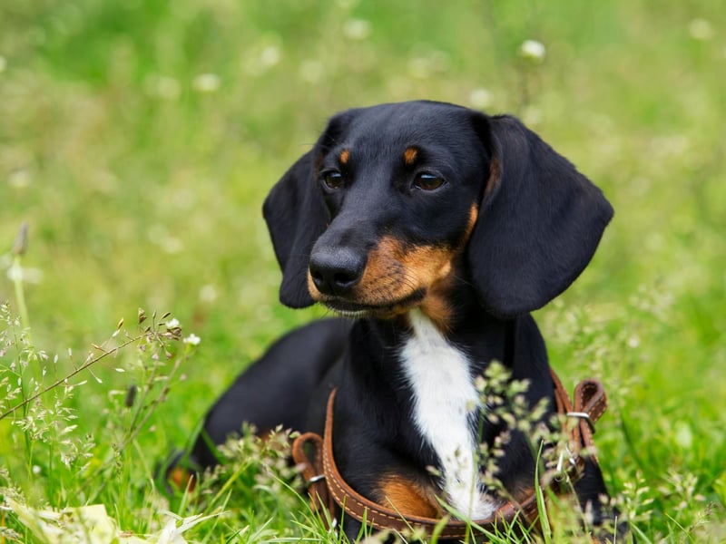New moving onto those dogs that will present more of a challenge when it comes to toilet training, and the adorable sausage dog. Notoriously stubborn, even if a Dachshund knows it's meant to go outside it might simply not bother.