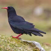 Choughs, which are members of the crow family, have been disappearing from Scotland and are now only found in the western islands of Colonsay, Islay and Jura