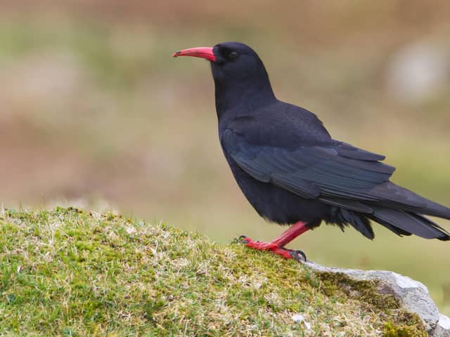 Choughs, which are members of the crow family, have been disappearing from Scotland and are now only found in the western islands of Colonsay, Islay and Jura