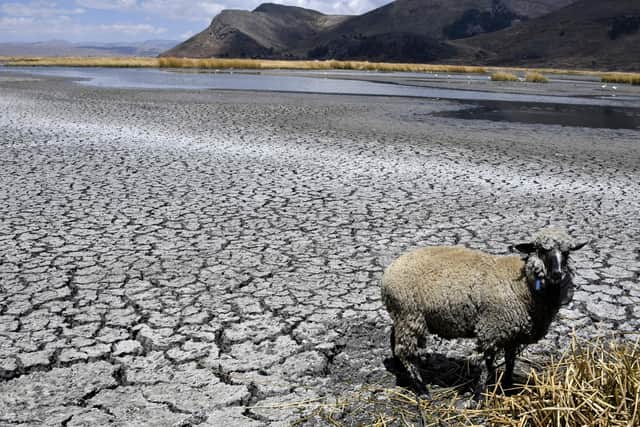 Lake Titicaca, South America’s largest freshwater lake, is in the grip of an unprecedented drought (Photo by AIZAR RALDES / AFP) (Photo by AIZAR RALDES/AFP via Getty Images)