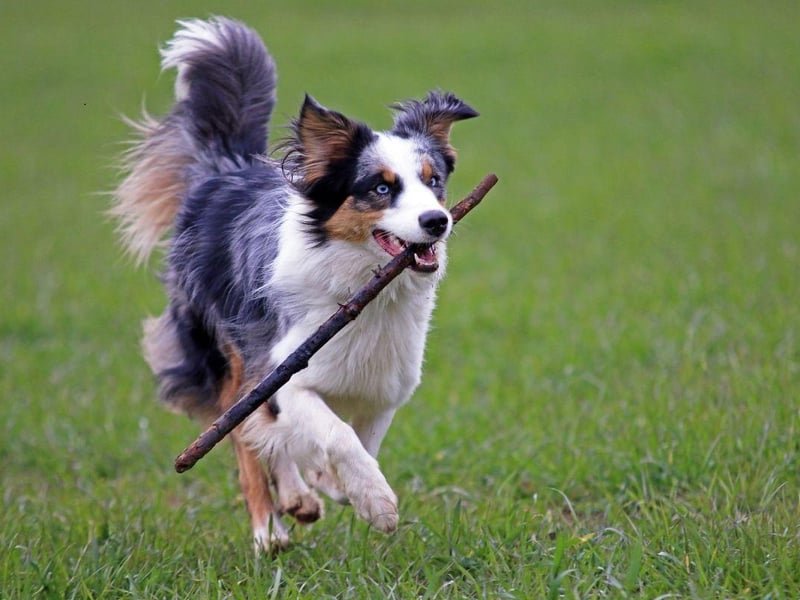 Australian Shepherds are one of the most athletic and agile breeds of dog and they love showing off their skills. If you want a dog that can leap six feet in the air to perfectly catch a swiftly-flying frisbee then this is the breed for you.