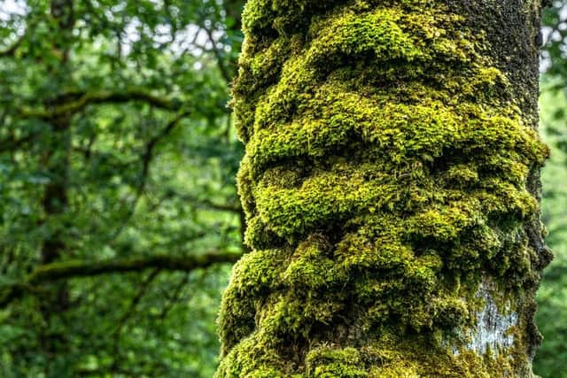 Forestry and Land Scotland has exceeded its most recent rainforest restoration targets by more than 40 per cent