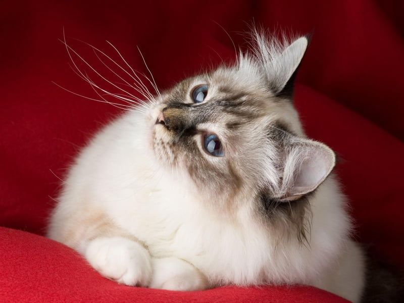 The blue-eyed Birman cat love to be with people - and other animals - and possess a sweet and loving nature. They tend to be quite quiet with less of a meow and more of a chirp.