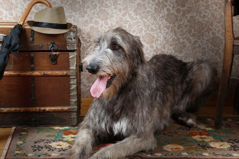 If anything the leggy Irish Wolfhound takes up even more room than the Great Dane. They also shed and have moderate energy levels.