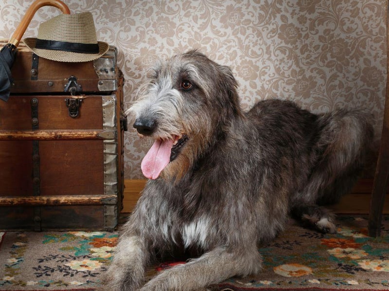 If anything the leggy Irish Wolfhound takes up even more room than the Great Dane. They also shed and have moderate energy levels.
