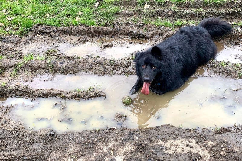 Famed for being superb sheep dogs, the average Border Collie would happily live in the mud if it could.