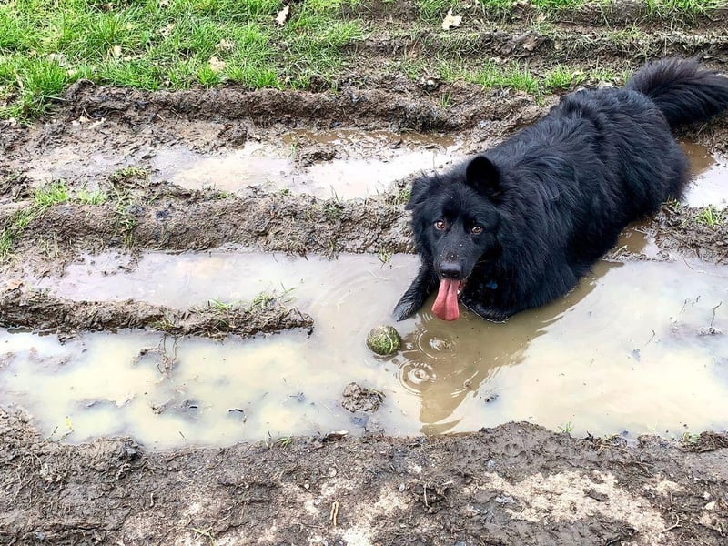 Famed for being superb sheep dogs, the average Border Collie would happily live in the mud if it could.