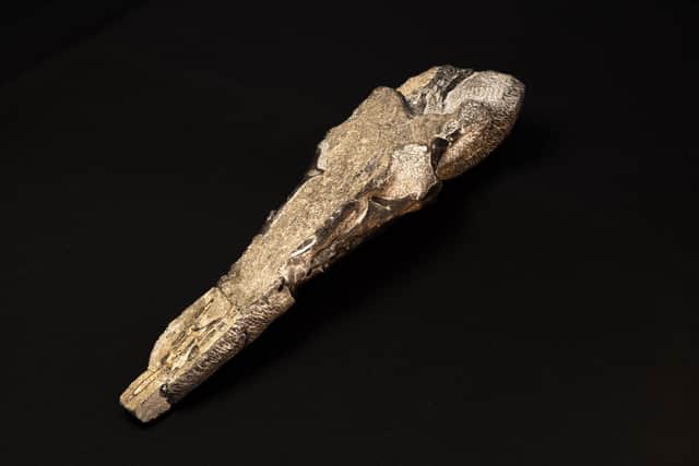 The skull of the flying Jurassic-era reptile which dates back around 170 million years. Picture: Gregory Funston