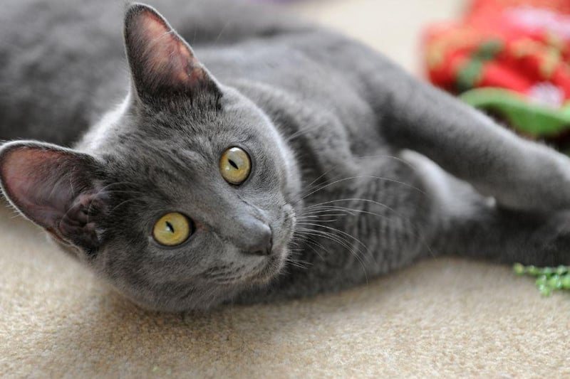 This ancient cat breed is of Thai descent and have been viewed as a prestigious breed for decades. They were often pets for those high up in Thailand's government. The Korat cat breed is considered a lucky breed.