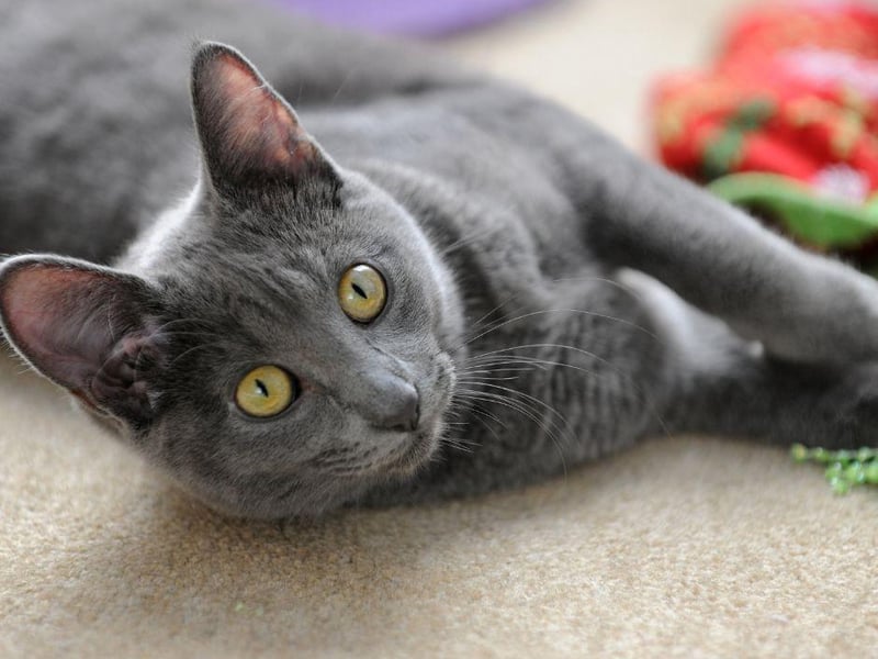 This ancient cat breed is of Thai descent and have been viewed as a prestigious breed for decades. They were often pets for those high up in Thailand's government. The Korat cat breed is considered a lucky breed.