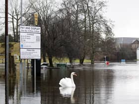A swan nonplussed by the flooding today