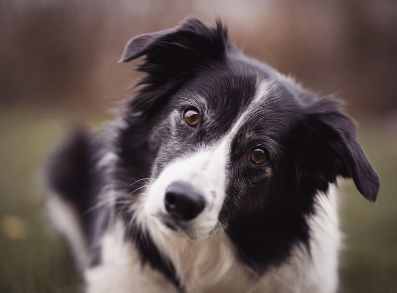 Starting with the canine masterminds and the Border Collie, which is the undisputed top dog when it comes to intelligence. Commonly utilised to herd sheep, that's just the tip of the iceberg when it comes to their intellect. They can learn a huge number of words and commands, and can turn their paw to a wide range of jobs and tasks.