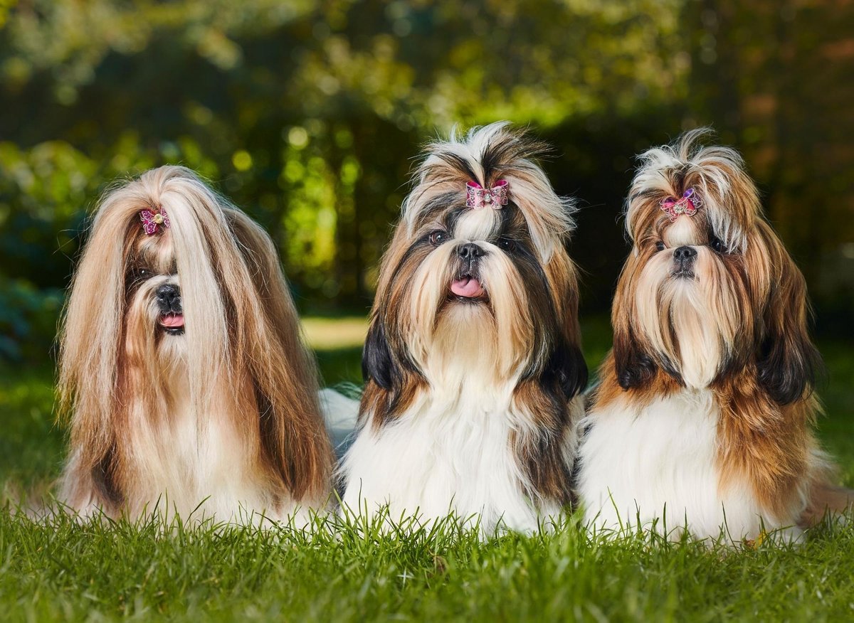 how many puppies does a shih tzu usually have