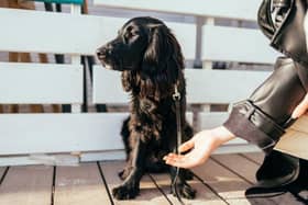 Different breeds of dog tend to demonstrate different levels of affection.