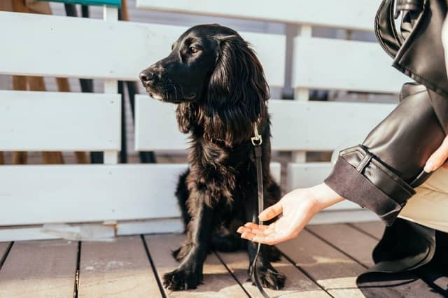 Any dog can occasionally turn down a cuddle - but some breeds are more likely to than others.
