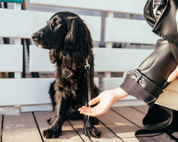 Different breeds of dog tend to demonstrate different levels of affection.