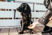 Different breeds of dog tend to demonstrate different levels of affection.