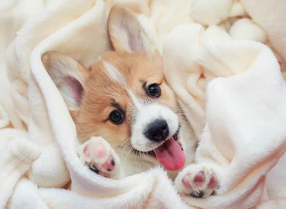 How much do you know about the adorable Welsh Corgi?