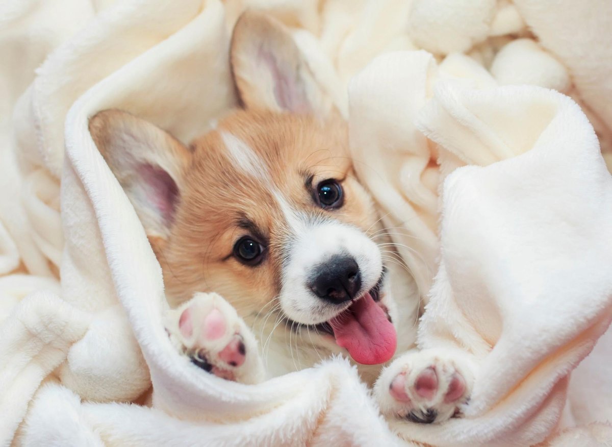 10 fascinating facts about the popular Welsh Corgi dog