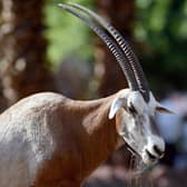 The rebuilding of the scimitar oryx population in the wild is good news, says reader (Picture: Mohamed El-Shahed/AFP via Getty Images)