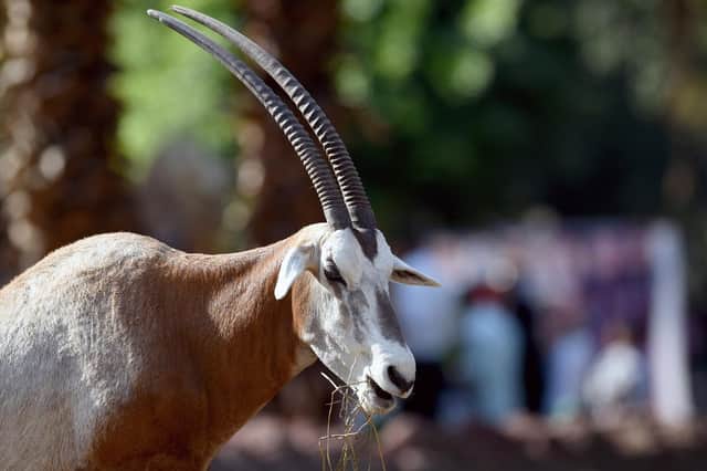 The rebuilding of the scimitar oryx population in the wild is good news, says reader (Picture: Mohamed El-Shahed/AFP via Getty Images)
