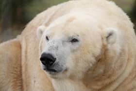 New TV series to go behind the scenes at Edinburgh Zoo