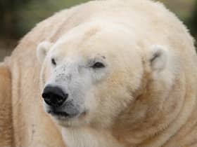 New TV series to go behind the scenes at Edinburgh Zoo