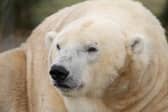 New TV series to go behind the scenes at Edinburgh Zoo