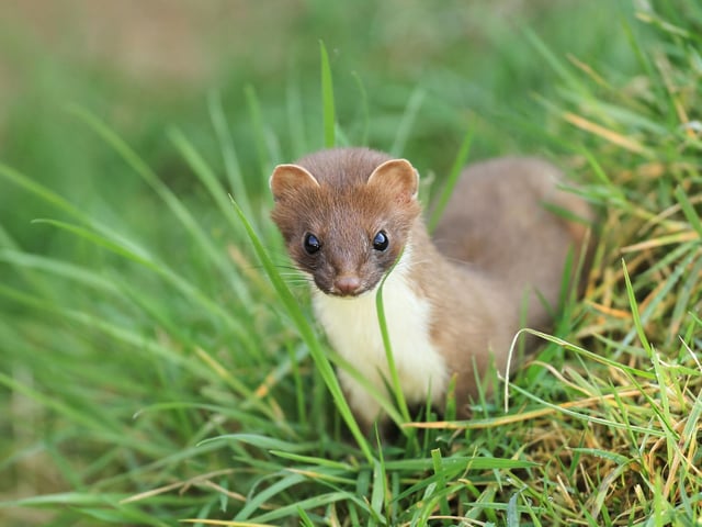 Not as rare as you might think, the weasel is a shy creature you've most likely only seen as a blur of fur dashing into the nearest safe undergrowth. July is the month when you're most likely to get as longer look as the females are hunting determinedly for prey to feed to their young, who are venturing further from the burrow as they get more confident of their environment.