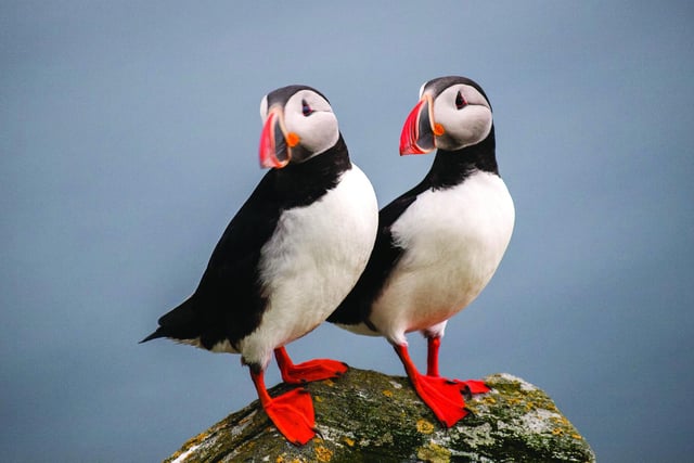 Puffins are one of the most distinctive and best-loved of Scotland’s seabirds, but numbers are declining. The species will benefit from a focus on boosting habitats under the NTS's work on cliffs and islands in its care which support important seabird colonies – locations include Staffa, which holds a significant colony