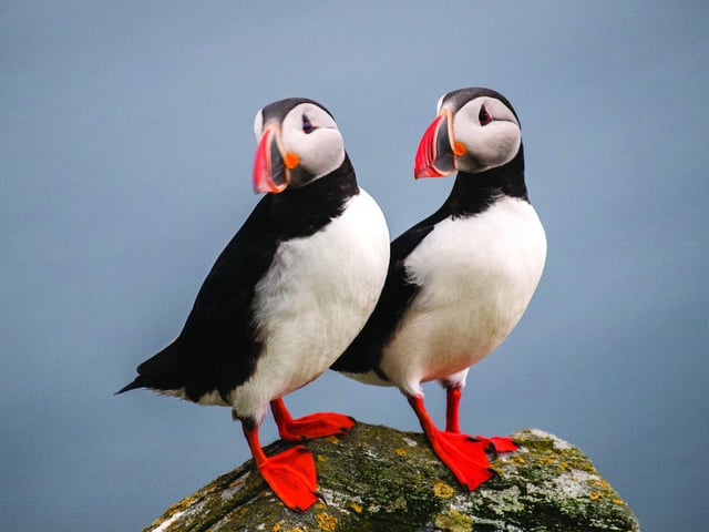 Puffins are one of the most distinctive and best-loved of Scotland’s seabirds, but numbers are declining. The species will benefit from a focus on boosting habitats under the NTS's work on cliffs and islands in its care which support important seabird colonies – locations include Staffa, which holds a significant colony