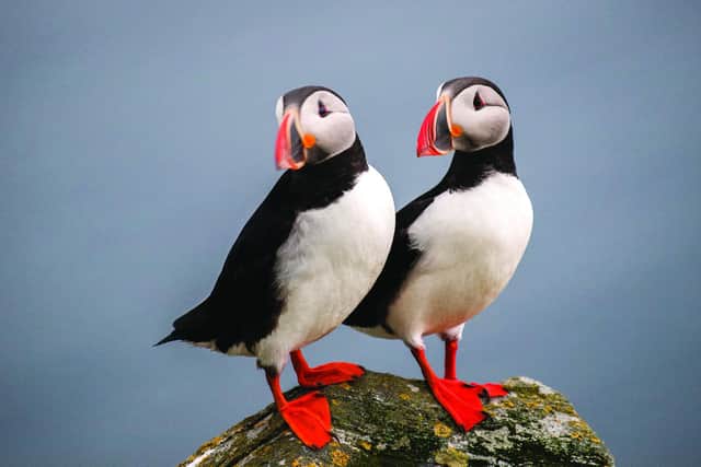 Puffins are one of the most distinctive and best-loved of Scotland’s seabirds. They can be found on around Scotland’s coast, including Staffa, which holds a significant colony