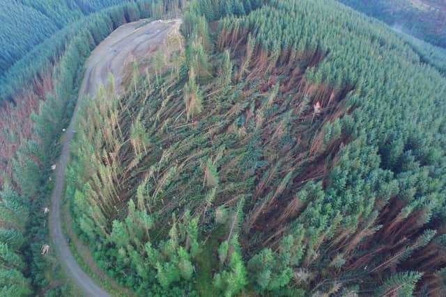 Much of this forest at Glentress in the Scottish Borders was flattened during last winter's storms.