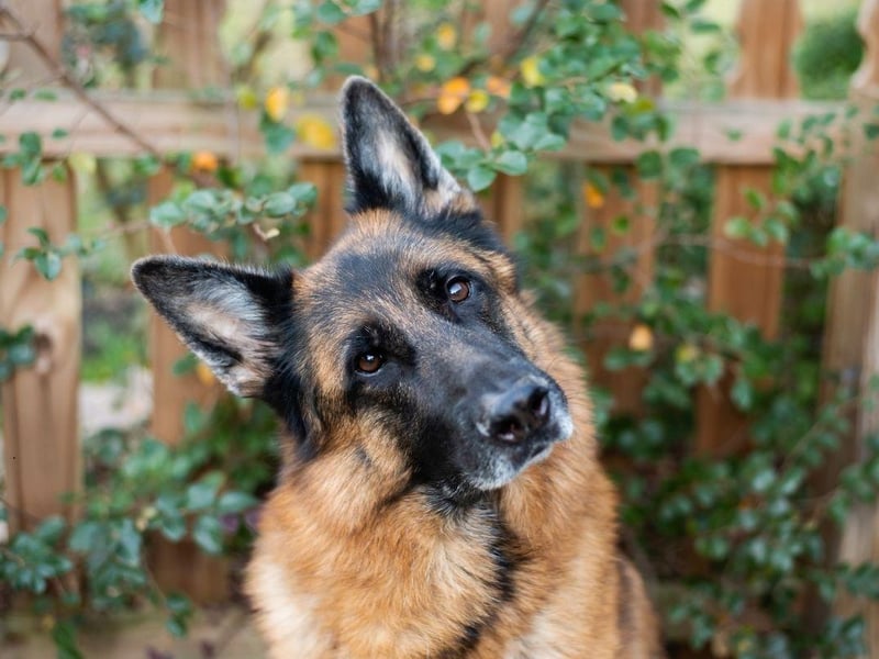 Intelligence doesn't always equate to a dog that's easy to toilet train - but with the German Shepherd that's certainly the case. For a breed that takes drug detection and police work in its stride, knowing where to go to have a pee is hardly a challenge.