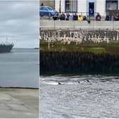 Stornoway dolphins: Coastguard save pod of dolphins after they become stranded on the mud flats just off the Isle of Lewis