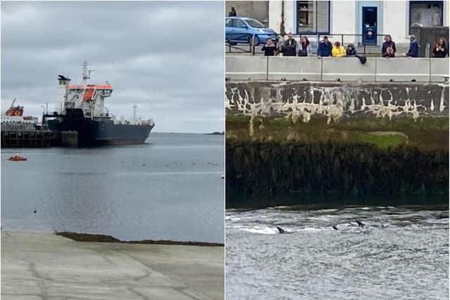 Stornoway dolphins: Coastguard save pod of dolphins after they become stranded on the mud flats just off the Isle of Lewis