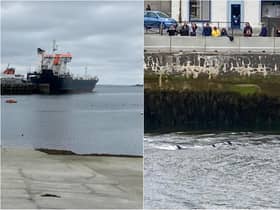 Stornoway dolphins: Coastguard save pod of dolphins after they become stranded on the mud flats just off the Isle of Lewis