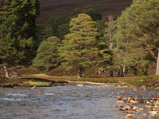 As the seasons change, it’s the perfect time to do a spot of leaf peeping and get to know many of the wonderful native trees we have in Scotland. The Caledonian Forest once covered Scotland and is now considered one of the most important habitats for biodiversity conservation in Scotland. Half of the UK’s native pinewoods are found in the Cairngorms and it’s home to Birch, Rowan, Aspen and Juniper trees to name but a few. And it’s not just the trees worth seeing, the RSPB’s Abernethy Nature Reserve is the best place to see bog woodland. So unleash your inner Chris Packham and get close to nature.