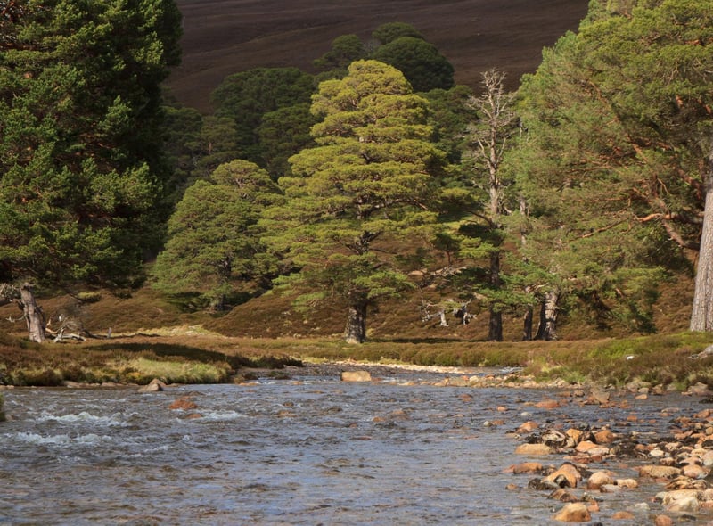 As the seasons change, it’s the perfect time to do a spot of leaf peeping and get to know many of the wonderful native trees we have in Scotland. The Caledonian Forest once covered Scotland and is now considered one of the most important habitats for biodiversity conservation in Scotland. Half of the UK’s native pinewoods are found in the Cairngorms and it’s home to Birch, Rowan, Aspen and Juniper trees to name but a few. And it’s not just the trees worth seeing, the RSPB’s Abernethy Nature Reserve is the best place to see bog woodland. So unleash your inner Chris Packham and get close to nature.