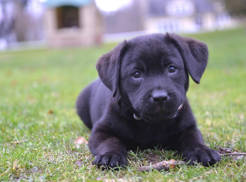 Once again, the Labrador Retriever is the most popular dog in the UK with 61,559 registrations in 2021. Whether they are golden, black, red or chocolate, us Brits love a loyal Lab.