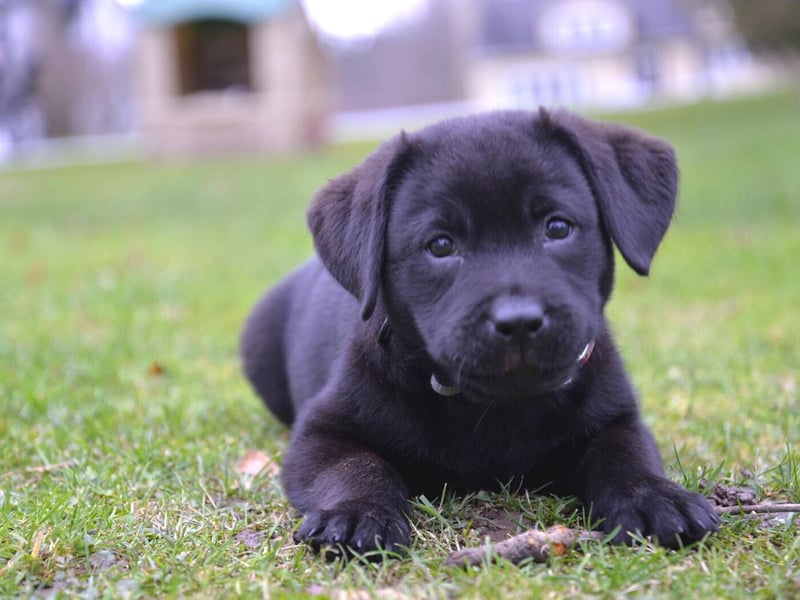 Once again, the Labrador Retriever is the most popular dog in the UK with 61,559 registrations in 2021. Whether they are golden, black, red or chocolate, us Brits love a loyal Lab.