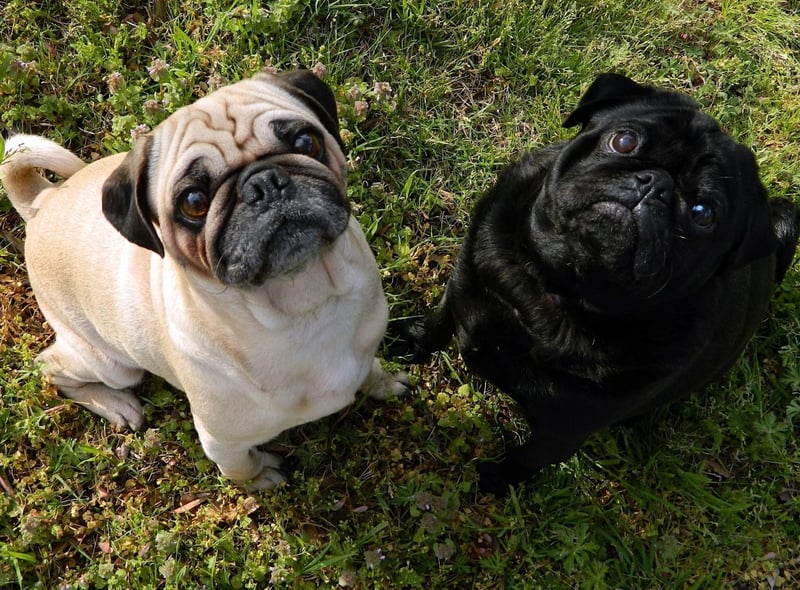 The adorabole Pug has seen registrations surge by 1,007 per cent in the last 25 years. A group of Pugs is called a grumble.