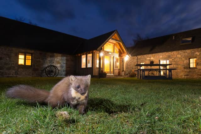 Ballintean, in the Cairngorms, is one of many Northwoods partners already operating successful nature tourism enterprises, allowing visitors to enjoy watching wildlife - like the this mischievous pine marten - right outside the door